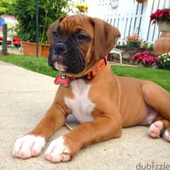 Whatsapp me +96555207281 Lovely Boxer puppies for sale