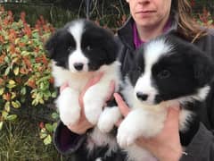 Whatsapp me +96555207281 Cute Border collie puppies for sale