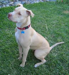 Whatsapp me +96555207281 American pitbull puppies for sale