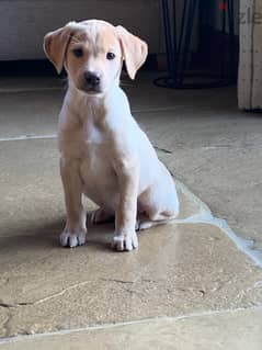 Whatsapp me +96555207281  Labrador  puppies for sale