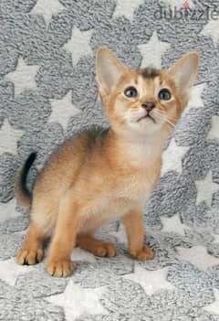 Whatsapp me +96555207281 Cutest Abyssinian kittens for sale