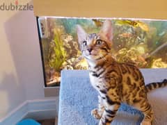 Whatsapp me +96555207281 Two Bengal  kittens for sale