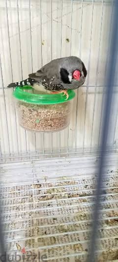 jabo size Finch black cheek male. orange female. . with cage with egg