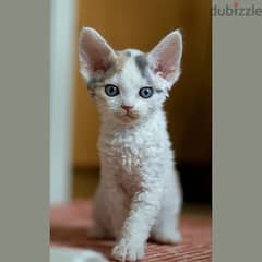 Whatsapp me +96555207281 Devon Rex kittens for sale