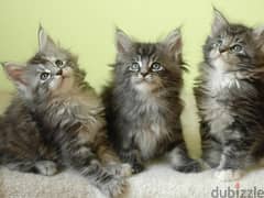 Whatsapp me +96555207281 Lovely Maine Coon kittens for sale