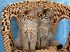 Whatsapp me +96555207281 Vaccinated Somali kittens for sale