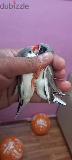 pied finch breeding pair with out cage