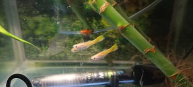 Guppies for SALE