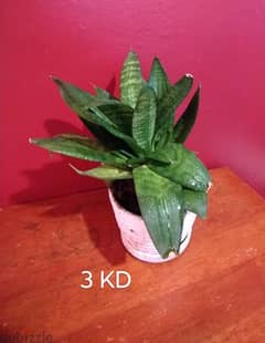 indoor plant for sale
