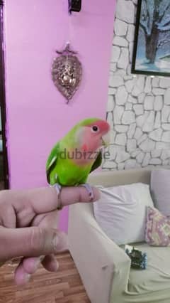 friendly African love bird for sale without cage