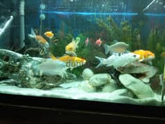 All fishes sale