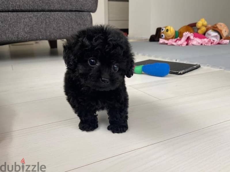 Toy Poodle Puppy - Dogs - 102450221