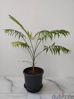 indoor palm plant for sale