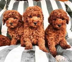 Poodle puppies Available// Whatsapp  +971 55 254 3679