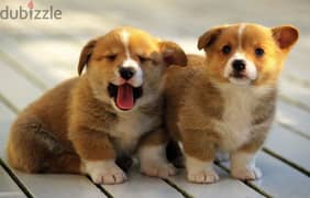 Whatsapp me +96555207281 American Corgi puppies