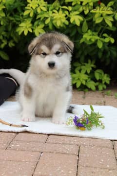 Whatsapp me +96555207281 Alaskan Malamute puppies for sale