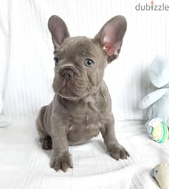 Whatsapp me +96555207281 French Bulldog puppies for sale