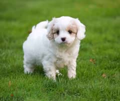 Whatsapp me +96555207281 Two Cavapoo puppies for sale