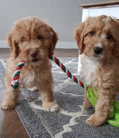 Whatsapp me +96555207281 Cockapoo  puppies for sale
