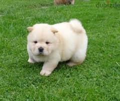 Whatsapp me +96555207281 Chow Chow puppies for sale