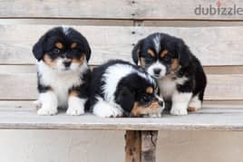 whatsapp me +96555207281 Corgipoo puppies for sale
