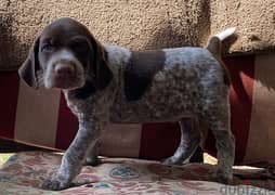 Whatsapp me +96555207281 German shorthaired pointer puppies