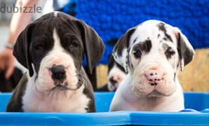 Whatsapp me +96555207281 Great Dane puppies for sale