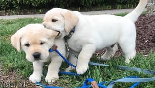 whatsapp me +96555207281 Labrador Retriever  puppies for sale