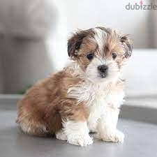 Whatsapp me +96555207281 Mal-Shi puppies for sale