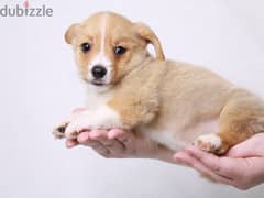 Whatsapp me +96555207281 Pembroke Welsh Corgi puppies for sale