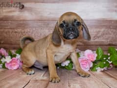 Whatsapp me +96555207281 Puggle  puppies for sale