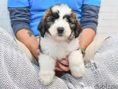 Whatsapp me +96555207281 Saint Berdoodle puppies for sale