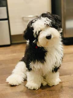 Whatsapp me +96555207281 Sheepadoodle puppies for sale