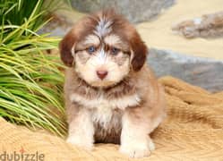Whatsapp me +96555207281 Siberpoo puppies for sale