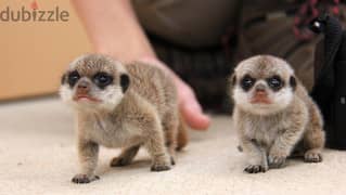 Whatsapp me +96555207281 Lovely baby meerkats for sale