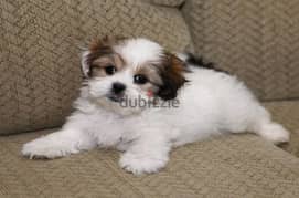 Whatsapp me +96555207281 Shih Tzu  puppies for sale