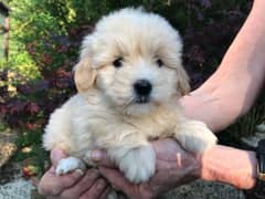 whatsapp me +96555207281 Poodle  puppies for sale