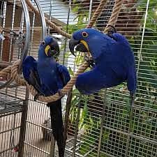 Whatsapp me +96555207281 Two Hyacinth Macaw parrots  sale