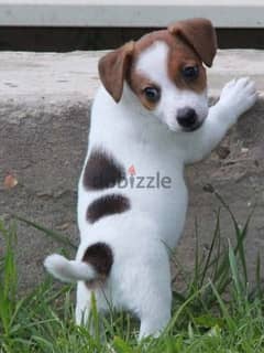 Whatsapp me +96555207281 Jack Russell Terrier puppies for sale