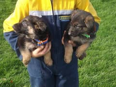 Whatsapp me +96555207281 German Shepherd puppies  puppies for sale