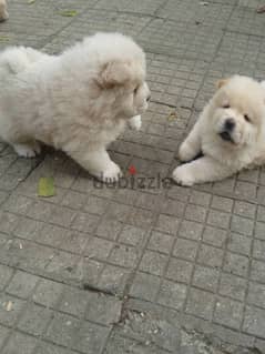Whatsapp me +96555207281 Chow Chow  puppies for sale