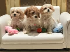 Whatsapp me +96555207281 Two Cavachon  puppies for sale
