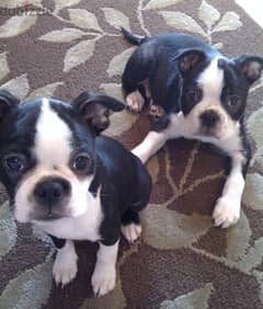 Whatsapp me +96555207281 Boston Terrier puppies for sale