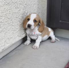 Whatsapp me +96555207281 Basset  puppies for sale