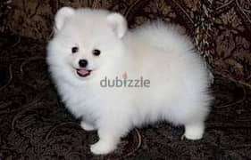 Whatsapp me +96555207281 Vaccinated Pomeranian puppies for sale