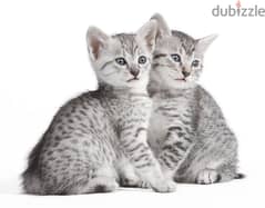 Whatsapp me +96555207281 Egyptian Mau kittens for sale