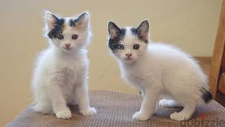 Whatsapp me +96555207281 Japanese Bobtail kittens for sale
