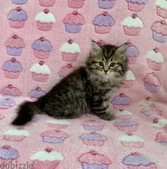 Whatsapp me +96555207281 Siberian kittens for sale