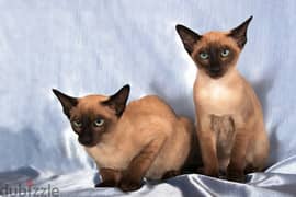 Whatsapp me +96555207281 Tonkinese kittens for sale
