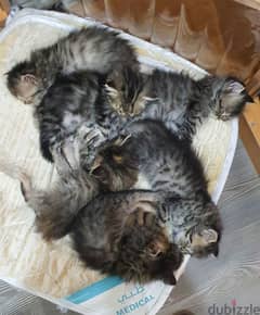 Female cat with 6 Kittens are available for free adoption